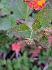 Lantana camara