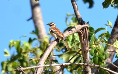 Emberiza flaviventris