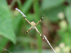 Argiope argentata