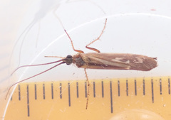 Limnephilus auricula