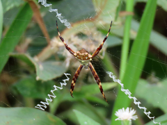 Argiope argentata