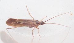 Limnephilus auricula