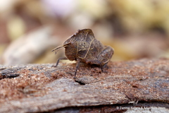 Lobosceliana