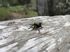 Laphria sackeni