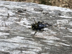 Laphria sackeni
