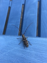 Monochamus titillator