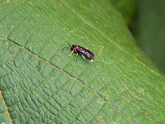 Hymenoptera