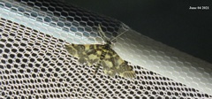 Piletocera luteosignata