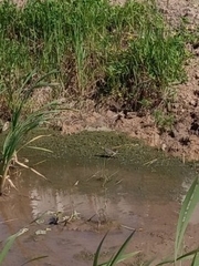 Motacilla citreola