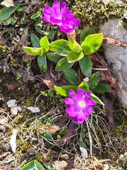 Primula clusiana