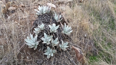 Dudleya virens