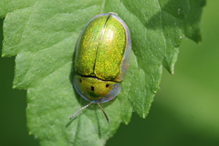 Physonota helianthi