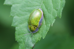 Physonota helianthi