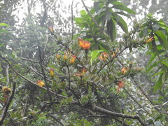 Tristerix longibracteatus