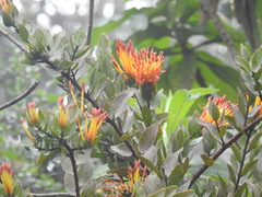 Tristerix longibracteatus