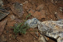 Lomatium engelmannii