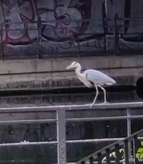 Ardea cinerea