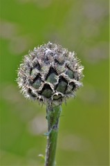 Tracheophyta