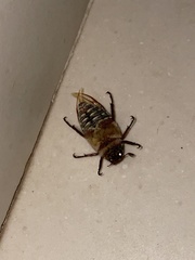 Anoxia australis