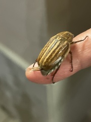 Anoxia australis