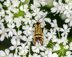 Nemophora ochsenheimerella