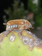 Anoxia australis