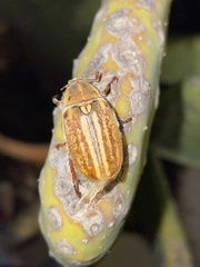 Anoxia australis