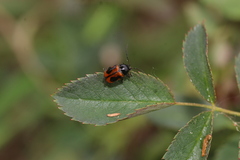 Cryptocephalus bipunctatus