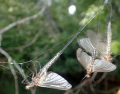 Hexagenia bilineata