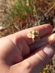 Biscutella vicentina