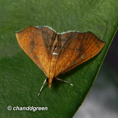 Hyalobathra micralis
