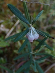 Andromeda polifolia