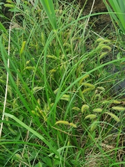 Carex pseudocyperus