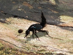 Philonthus caerulescens