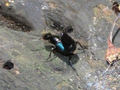 Philonthus caerulescens