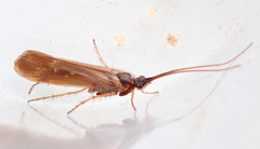 Limnephilus auricula