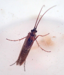 Limnephilus auricula