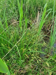 Carex pseudocyperus