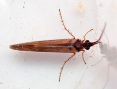 Limnephilus auricula