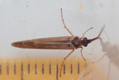 Limnephilus auricula