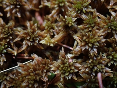 Sphagnum fuscum