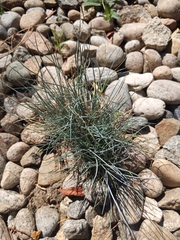 Festuca glauca