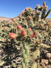 Cylindropuntia acanthocarpa acanthocarpa