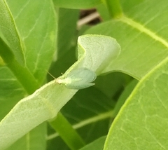 Chrysopa oculata