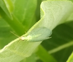 Chrysopa oculata