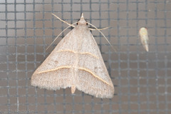 Hemeroplanis parallela