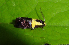 Rectiostoma xanthobasis