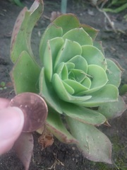 Aeonium canariense