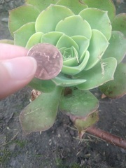 Aeonium canariense