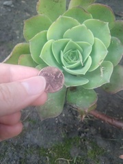 Aeonium canariense